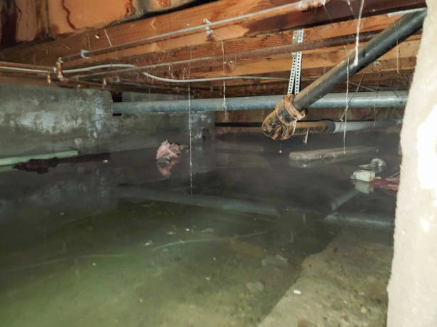 Best Water damage contractors near me  in Rio Rico, AZ