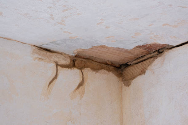 Best Water damage restoration specialists  in Rio Rico, AZ