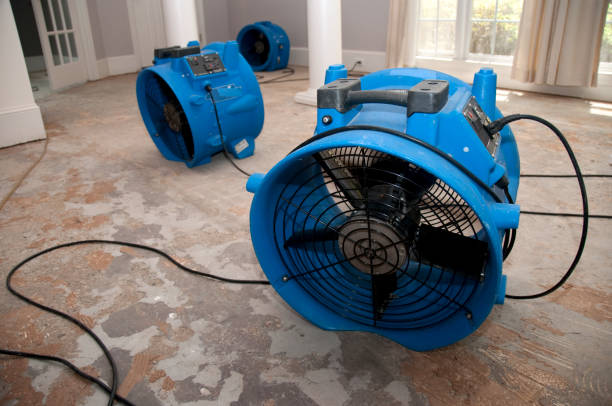Best Basement water damage restoration  in Rio Rico, AZ