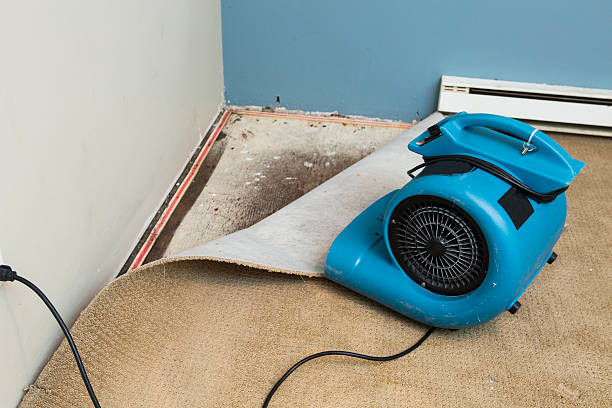 Best Flood damage cleanup  in Rio Rico, AZ